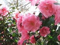 Camellia 'Daintiness'