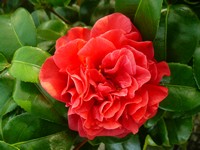 Camellia 'Tom Knudsen'