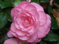 Camellia 'Dreamboat'