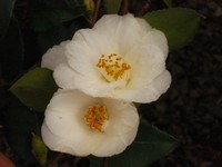 Camellia 'Hiraethlyn'