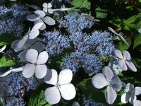 Hydrangea serrata 'Blue Bird'