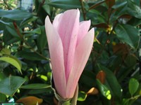 Magnolia 'Heaven Scent'