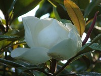Magnolia grandiflora 'St Mary'