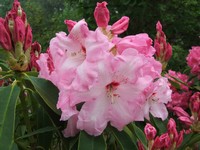 Rhododendron 'Cotton Candy'