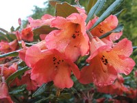 Rhododendron 'Fabia'