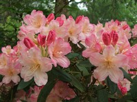 Rhododendron 'Percy Wiseman'