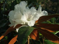 Rhododendron 'Sir Charles Lemon'