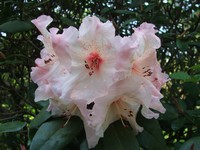 RHododendron 'Virginia Richard'