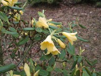 Rhododendron cinnabarinum concatenans group