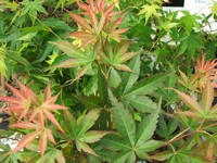 Acer palmatum 'Chitose-Yama'