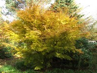 Acer palmatum 'Sango-Kaku'