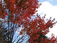 Acer rubrum 'October Glory'