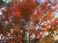 Acer rubrum 'October Glory'