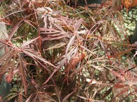 Acer palmatum var dissectum 'Garnet'