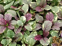 Ajuga reptans 'Burgundy Glow'