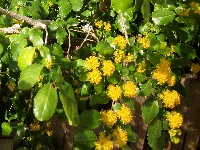 Azara dentata