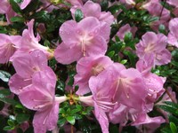 Azalea 'Shiko'