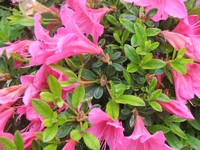 Azalea 'Wombat'