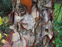 Betula nigra 'Heritage'