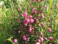 Boronia heterophylla