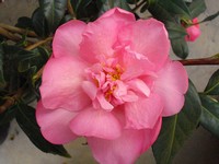 Camellia 'Mary Phoebe Taylor'