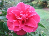 Camellia 'Mercury'