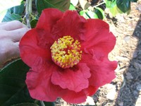 Camellia 'Red Crystal'