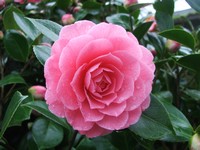 Camellia 'Elisabeth Weaver'