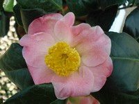 Camellia 'Furo-an'