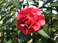 Camellia 'Nuccio's Ruby'