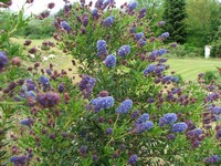 Ceanothus impressus 'Victoria'