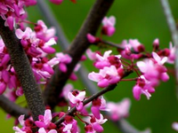 Cercis canadensis 'Forest pansy'