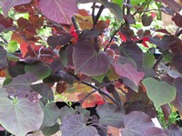 Cercis canadensis 'Forest pansy'