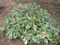 Cleyera japonica 'Tricolor'