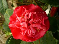 Camellia 'Dr Clifford Parks'