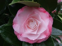 Camellia 'Desire'