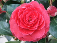 Camellia 'Black Lace'