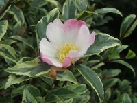 Camellia sasanqua 'Variegata'