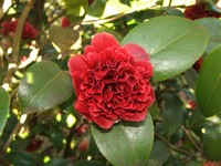 Camellia 'Takanini'
