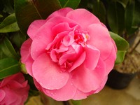 Camellia 'Debbie'
