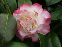 Camellia 'Nuccio's Jewel'