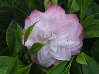 Camellia 'Nuccio's Pearl'