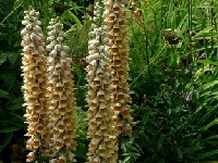 digitalis ferruginea