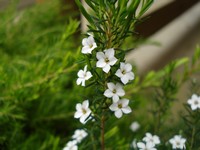 Diosma ericoïdes 'Pink Fountain'