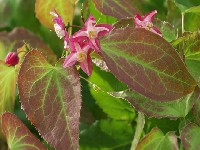 Epimedium x rubrum