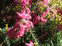 Erica carnea 'Rosalie'