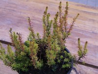 Erica cinerea 'Golden Hue'