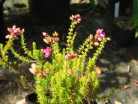 Erica cinerea 'Summer Gold'