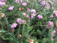 Erica tetralix 'Pink Star'