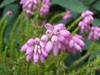 Erica x stuartii 'Irish Lemon'